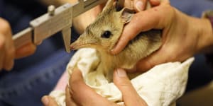 Western barred bandicoots have been released into the wild in NSW for the first time in a century.