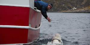 The beluga whale found in Arctic Norway swims next to a vessel in 2019.