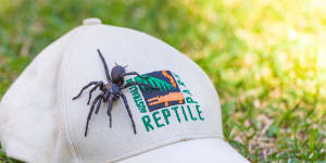 ‘Our spider levels are good’:How milking this giant,deadly funnel-web could save a life