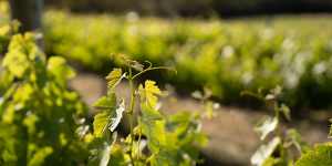 S.C. Pannell vines up close in McLaren Vale,SA.