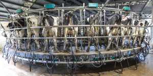 Dairy farms pose particular challenges in preventing disease outbreaks. 