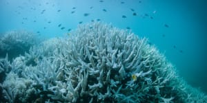 Reports are emerging of widespread coral bleaching on the Great Barrier Reef. 