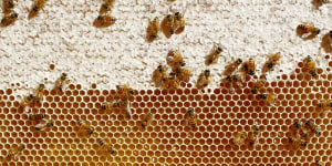 Australian beekeepers win manuka honey trademark battle against NZ producers