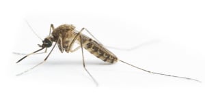 Culex annulirostris,the mosquito which spreads Japanese Encephalitis virus in Australia.