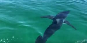 Popular surf beach closed near Geelong after large shark sightings