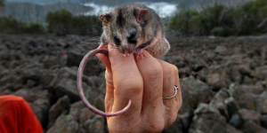 The threatened mountain pygmy possum could struggle to find food following this summer's bushfires.