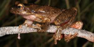 Alarm raised over logging near'Lazarus'frog