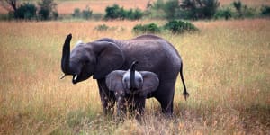 Wild Horizons Elephant Encounter,Zimbabwe:Where you can interact with African elephants,responsibly