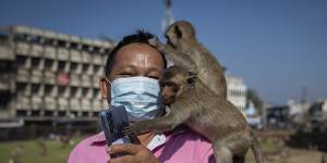 Monkeys jump onto a tourist’s shoulder at the Pra Prang Sam Yod Temple during the Lopburi Monkey Festival in Lop Buri,Thailand. 