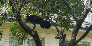 Resident Catherine Louise photographed a brush-turkey outside her house in Greenwich,on Sydney's north shore.