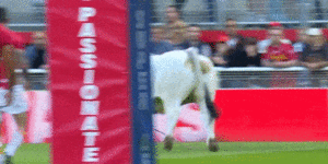 Super League players forced to flee field after bull breaks loose