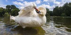 A swan in St James’s Park,near Buckingham Palace. 