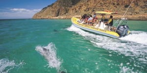 Full speed with dolphins