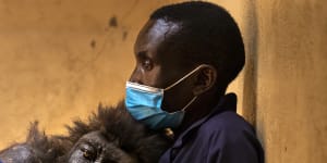 Congo’s selfie-famous mountain gorilla Ndakasi dies at 14