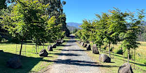 An avenue of maples in Jamieson,Victoria opened in 2022 to commemorate the local men and women who sacrificed their lives in World War 1