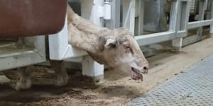 Footage from 2017 showing sheep dying in horrific conditions on a ship to the Middle East helped turn public opinion against live sheep trade.