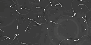 A new study has found reduced sperm production and testosterone in mice exposed to forever chemicals.