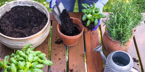 Easter is a great time to repot your plants and get your garden looking sellable.