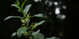 Cestrum nocturnum has invaded Anna Ludvik’s property. It can grow up to 4 metres high.