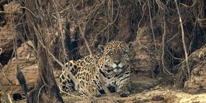 South of the Amazon,battle is on to save wetlands and jaguars from record fires