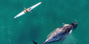 A humpback whale swum alongside a kayaker in Sydney.