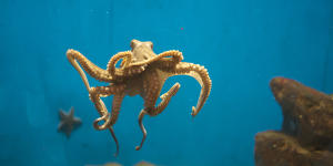 Right or left tentacled? Octopuses use a favoured limb to hunt