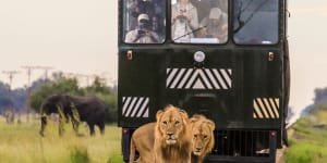 Up close with the lions on the open-sided Elephant Express.