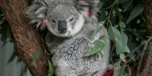 A koala found dazed by a busy road in Campbelltown,home to a disease-free colony.