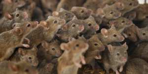 Images of the rural mouse plagues sparked fears of a Sydney invasion. The number of rodents in the city is already estimated to be between 500 million and a billion.