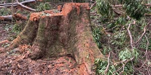 In 2020,the Herald reported on a giant tree allegedly felled by the Forestry Corporation of NSW in the Wild Cattle Creek State Forest,in breach of native forestry regulations.