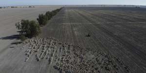 Mustering of sheep in a paddock of a failed wheat crop at Rebecca and Dan Reardon's property near Moree.
