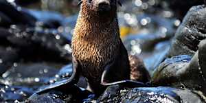 A seal at Seal Rocks on Phillip Island.