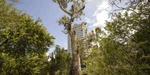 The Ngargee tree in St Kilda.