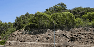 Mount Eliza beetle blight