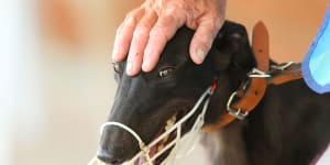 Greyhound industry regulator suspends polling of members’ political views