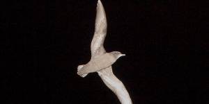 A shearwater in flight at night.