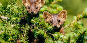 Curiouser and curiouser … American martens.