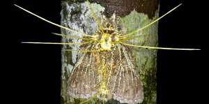 A moth is taken over by a Cordyceps fungus in the Ecuadorian Amazon.