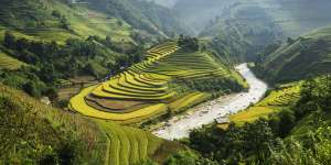 Rice grows at Ha Giang in northern Vietnam. At one point,the Prime Minister called his Vietnamese counterpart to shore up a supply of rice for Australia.