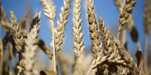 Russia’s invasion of Ukraine is driving up wheat prices. The two countries together contribute one quarter of the world’s wheat supplies. 