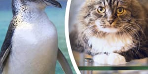 A cluster of little penguin deaths from 2011-12 have been linked to cat faeces.