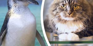 Study points to cat poo as the culprit in cold case of WA penguin deaths