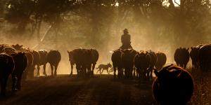 What's your beef? Tool to track meat from paddock to plate