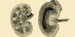 Kidneys are the most in-demand organs for transplants. 