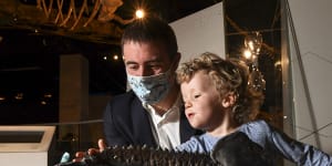 'Extremely enigmatic':Melbourne Museum snaps up world-leading triceratops fossil