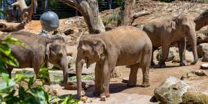 Melbourne Zoo will begin restricting access to some animals such as elephants to prevent the spread of foot and mouth disease. 