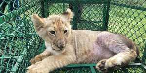 This lion cub was one of 30 big cats seized by police during coordinated raids on traffickers across the world in June 2019.