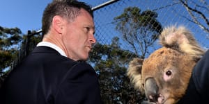 Chris Minns’ government could face a test over koala habitat.