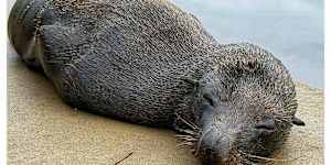 A long-nosed fur seal seen by the Cooks River at Wolli Creek on Sunday.