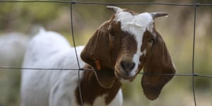 With weedkiller on the nose,councils using goats as chewers of choice